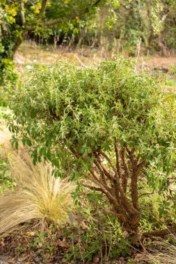 Zürih, İsviçre, 30 Mart 2024 Cistus Creticus veya botanik bahçesindeki pembe kaya gül bitkisi