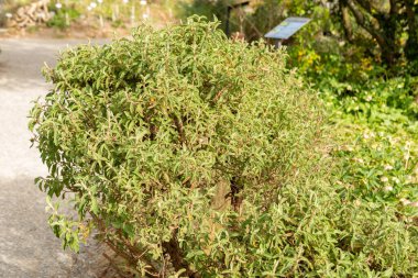 Zürih, İsviçre, 30 Mart 2024 Cistus Creticus veya botanik bahçesindeki pembe kaya gül bitkisi