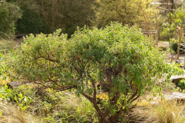 Zürih, İsviçre, 30 Mart 2024 Cistus Creticus veya botanik bahçesindeki pembe kaya gül bitkisi