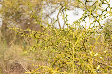 Zürih, İsviçre, 30 Mart 2024 Citrus Trifoliata veya botanik bahçesindeki trifoliat portakal bitkisi