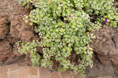 Zürih, İsviçre, 30 Mart 2024 Pericallis Lanata bitkisi botanik bahçesinde.
