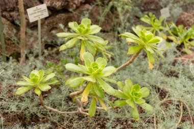 Zürih, İsviçre, 30 Mart 2024 Botanik Bahçesindeki Aeonium X Praegeri Fabrikası