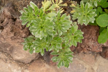 Zürih, İsviçre, 30 Mart 2024 Asteriscus Intermedius bitkisi botanik bahçesinde.