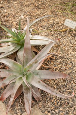 Zürih, İsviçre, 30 Mart 2024 Aloe Roeoeslii bitkisi botanik bahçesinde