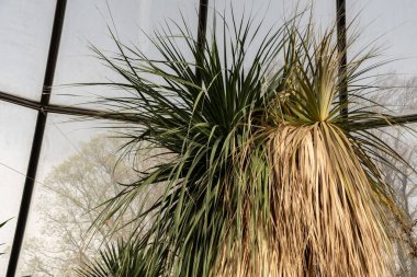 Zürih, İsviçre, 30 Mart 2024 Botanik Bahçesindeki Nolina Longifolia bitkisi