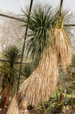 Zürih, İsviçre, 30 Mart 2024 Botanik Bahçesindeki Nolina Longifolia bitkisi