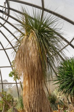 Zürih, İsviçre, 30 Mart 2024 Botanik Bahçesindeki Nolina Longifolia bitkisi