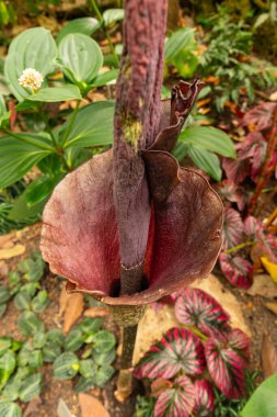 Zürih, İsviçre, 30 Mart 2024 Amorphophallus Konjac veya botanik bahçesindeki şeytan dili bitkisi