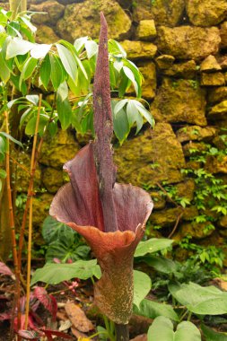 Zürih, İsviçre, 30 Mart 2024 Amorphophallus Konjac veya botanik bahçesindeki şeytan dili bitkisi