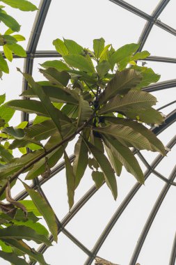 Zürih, İsviçre, 30 Mart 2024 Saurauia Napaulensis bitkisi botanik bahçesinde.