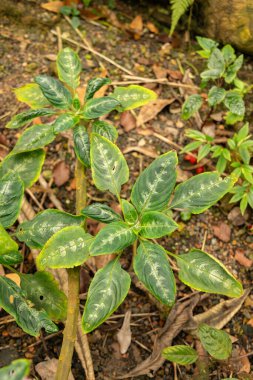 Zürih, İsviçre, 30 Mart 2024 Impatiens Mackeyana bitkisi botanik bahçesinde