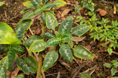 Zürih, İsviçre, 30 Mart 2024 Impatiens Mackeyana bitkisi botanik bahçesinde
