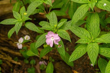Zürih, İsviçre, 30 Mart 2024 Botanik Bahçesindeki Impatiens Platypetala Fabrikası