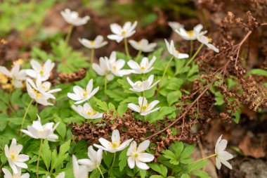 Zürih, İsviçre, 30 Mart 2024 Anemonopsis Makrophylla veya botanik bahçesindeki sahte anemon bitkisi