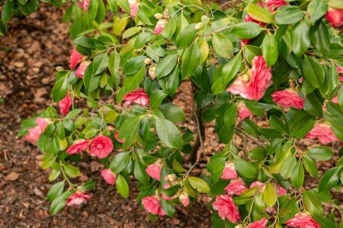 Zürih, İsviçre, 30 Mart 2024 Camellia Japonica bitkisi botanik bahçesinde.