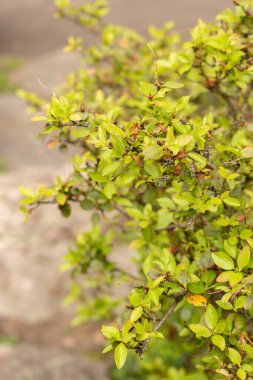 Zürih, İsviçre, 30 Mart 2024 Botanik Bahçesindeki Rododendron Sichotense fabrikası