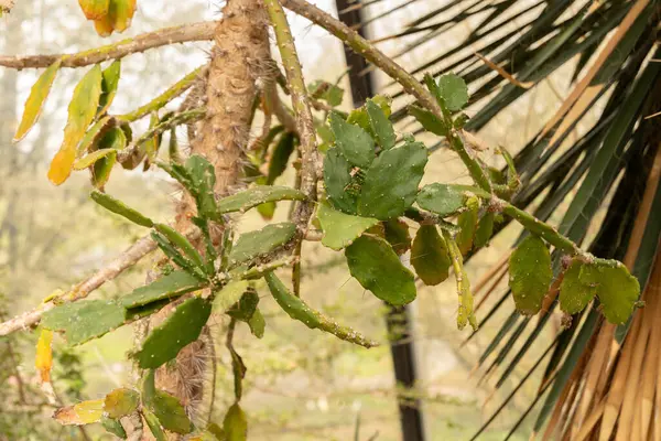 Zürih, İsviçre, 30 Mart 2024 Brasiliopuntia Brasiliensis fabrikası Botanik Bahçesi