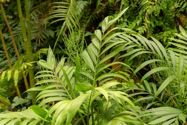 瑞士苏黎世 2024年3月30日 在植物园里的沙迈多拉 埃莉根或内拉 贝拉棕榈树 图库照片