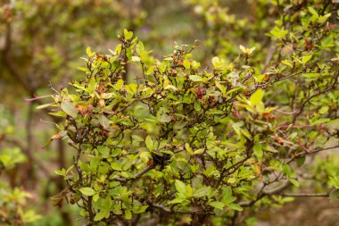 Zürih, İsviçre, 30 Mart 2024 Botanik Bahçesindeki Rododendron Sichotense fabrikası