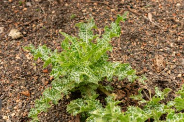 Zürih, İsviçre, 30 Mart 2024 Silybum Marianum veya botanik bahçesindeki Mary devedikeni