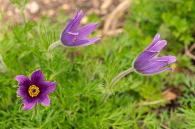 Zürih, İsviçre, 30 Mart 2024 Anemone Pulsatilla veya botanik bahçesindeki pasqueflower bitkisi