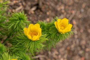 Zürih, İsviçre, 30 Mart 2024 Adonis Vernalis veya botanik bahçesindeki sülün gözü bitkisi
