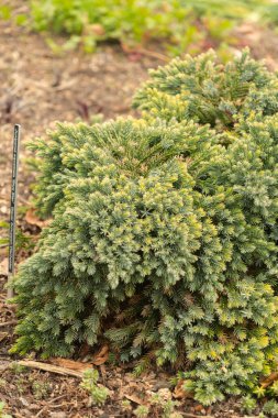 Zürih, İsviçre, 30 Mart 2024 Juniperus Squamata veya botanik bahçesindeki pullu ardıç bitkisi