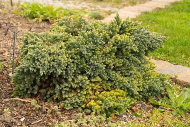 Zürih, İsviçre, 30 Mart 2024 Juniperus Squamata veya botanik bahçesindeki pullu ardıç bitkisi