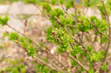 Zürih, İsviçre, 30 Mart 2024 Daphne Mezereum bitkisi botanik bahçesinde