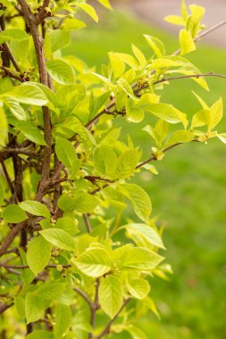Zürih, İsviçre, 30 Mart 2024 Schisandra Chinensis veya botanik bahçesindeki manolya üzümü bitkisi