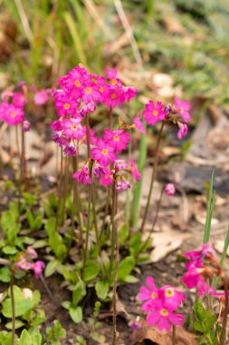 Zürih, İsviçre, 30 Mart 2024 Primula Rosea veya botanik bahçesindeki pembe çiçekleri