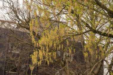 Zürih, İsviçre, 30 Mart 2024 Acer Negundo veya botanik bahçesindeki yaşlı ağaç