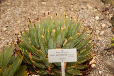 Zürih, İsviçre, 30 Mart 2024 Aloe Polyphylla veya botanik bahçesindeki sarmal aloe bitkisi