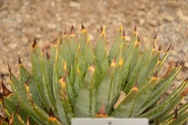 Zurich, Switzerland, March 30, 2024 Aloe Polyphylla or spiral aloe plant at the botanical garden clipart