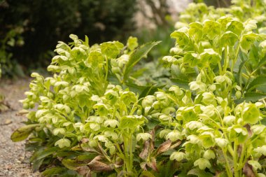 Zürih, İsviçre, 30 Mart 2024 Helleborus Argutifolius veya Holly Hellebore bitkisini botanik bahçesine bıraktı.