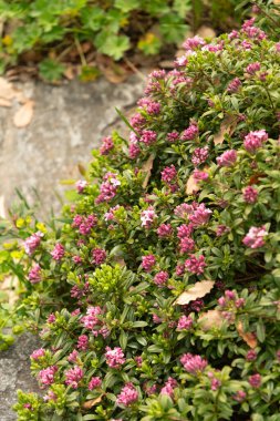 Zürih, İsviçre, 30 Mart 2024 Daphne Sericea Bitkisi Botanik Bahçesinde