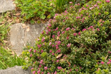 Zürih, İsviçre, 30 Mart 2024 Daphne Sericea Bitkisi Botanik Bahçesinde