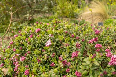 Zürih, İsviçre, 30 Mart 2024 Daphne Sericea Bitkisi Botanik Bahçesinde