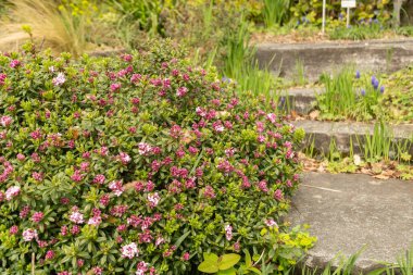 Zürih, İsviçre, 30 Mart 2024 Daphne Sericea Bitkisi Botanik Bahçesinde