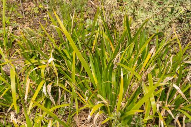 Zürih, İsviçre, 30 Mart 2024 Iris Foetidissima veya botanik bahçesindeki kokuşmuş iris bitkisi