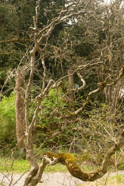 Zürih, İsviçre, 30 Mart 2024 Corylus Avellana veya botanik bahçesindeki sıradan bir fındık ağacı