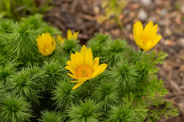 stock image Zurich, Switzerland, March 30, 2024 Adonis Vernalis or pheasants eye plant at the botanical garden