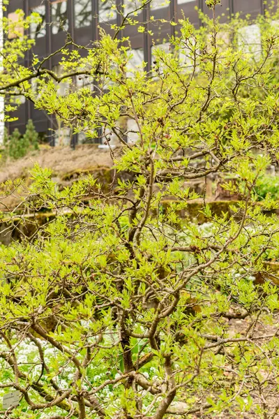 Zürich Zwitserland Maart 2024 Exochorda Korolkowii Gewone Parelmoerplant Botanische Tuin Rechtenvrije Stockfoto's