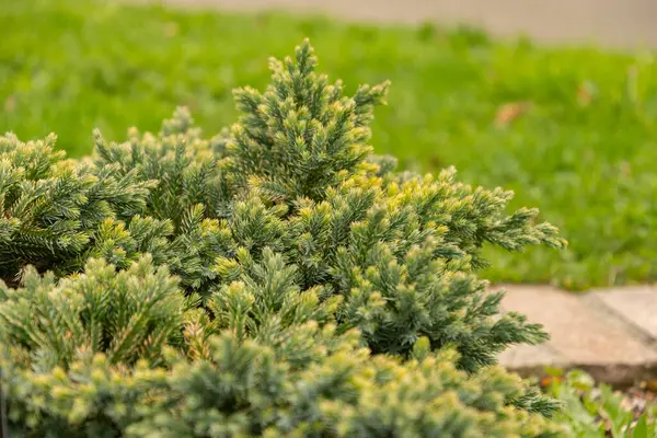 瑞士苏黎世 2024年3月30日 Juniperus Squamata或片状的Juniper植物在植物园 图库照片