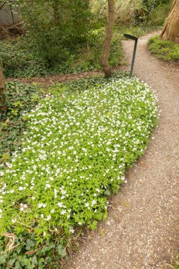 Zürih, İsviçre, 30 Mart 2024 Anemone Nemorosa veya botanik bahçesindeki ahşap anemon bitkisi