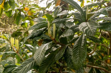 Zürih, İsviçre, 30 Mart 2024 Eriobotrya Japonica veya botanik bahçesindeki loquat fabrikası