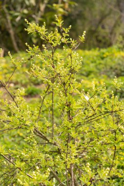Zürih, İsviçre, 30 Mart 2024 Botanik Bahçesindeki Exochorda Korolkowii fabrikası