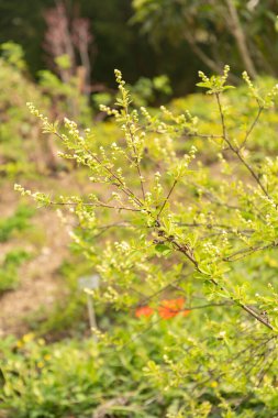 Zürih, İsviçre, 30 Mart 2024 Botanik Bahçesindeki Exochorda Korolkowii fabrikası