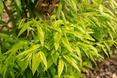 Zürih, İsviçre, 30 Mart 2024 Botanik Bahçesindeki Prinsepia Sinensis fabrikası