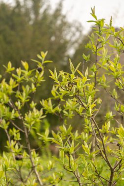 Zürih, İsviçre, 30 Mart 2024 Mespilus Germanica veya botanik bahçesindeki sıradan bir bitki.